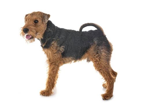 Welsh Terrier Mobile