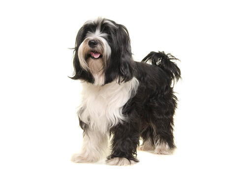 Tibetan Terrier Mobile