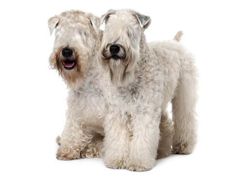 Soft Coated Wheaten Terrier Mobile