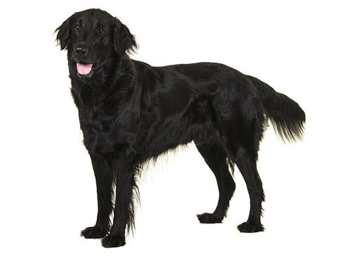 Retriever (Flat Coated)