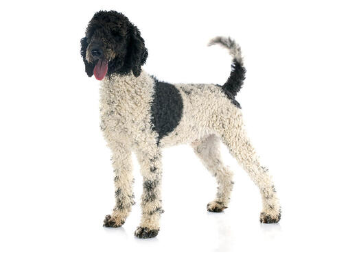Portuguese Water Dog Mobile
