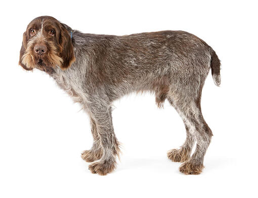 Italian Spinone Mobile