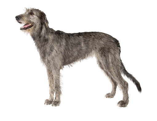 Irish Wolfhound Mobile