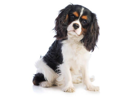 King Charles Spaniel Mobile