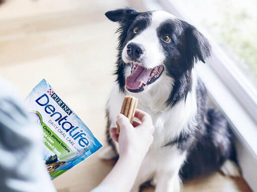 Dentalife-dog