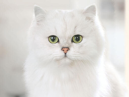 Gourmet-white-cat