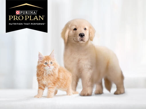 PRO PLAN puppy Kitten