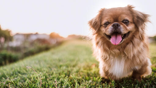 Pekingese