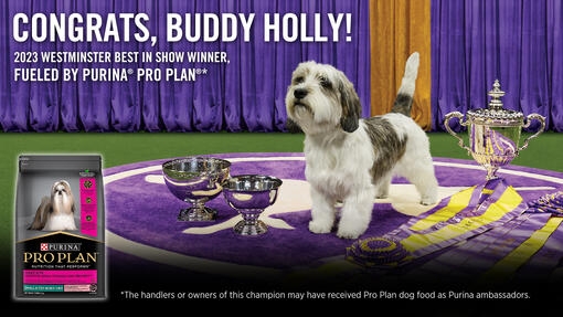 Pertunjukan Anjing Westminster Kennel Club