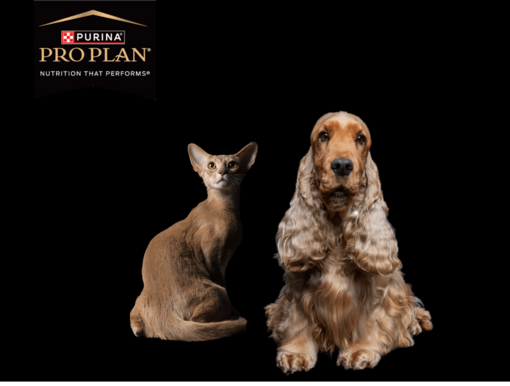 Purina Pro Plan Cat and Dog photo