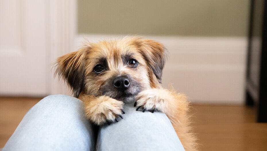 Dog reaching up onto person's lap Dog reaching up onto person's lap