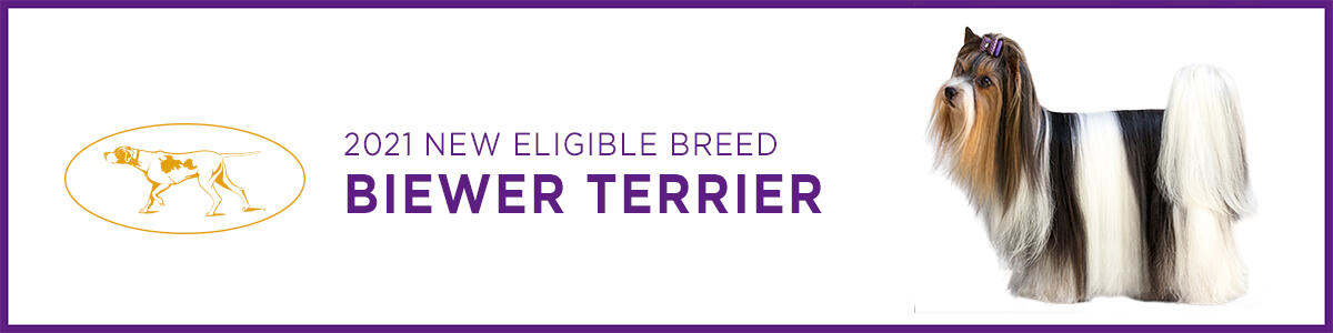 WKC-2021-New-Breed-Article-Header Image-Biewer Biewer Terrier