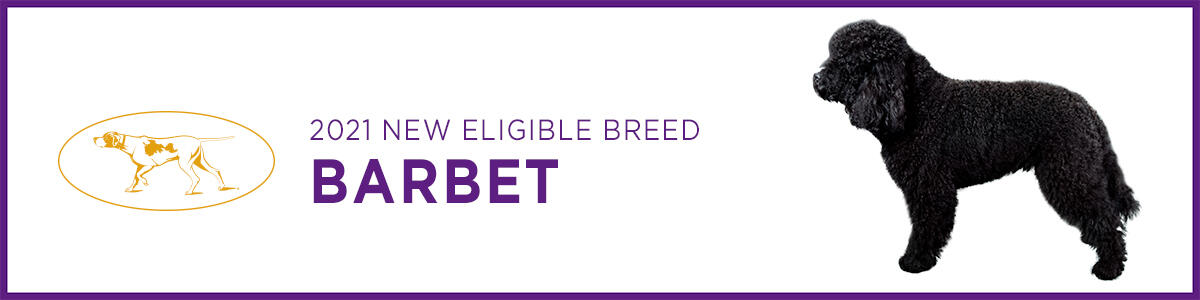 WKC-2021-New-Breed-Article-Header-Barbet Barbet