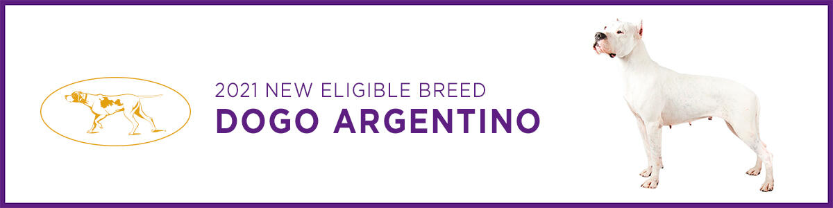 WKC-2021-New-Breed-Article-Header-Image-Dogo-Argentino Dogo Argentino
