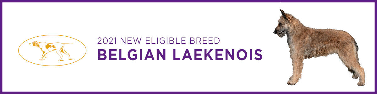 Belgian Laekenois Belgian Laekenois
