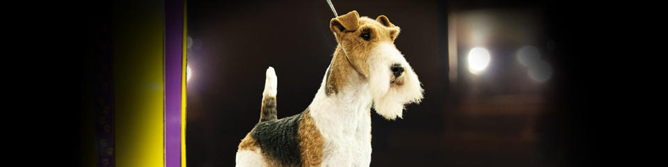 Grup Terrier Grup Terrier