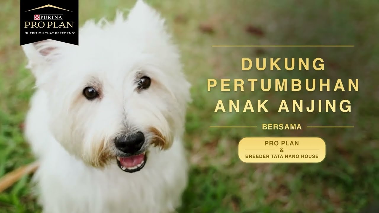 Dukung Pertumbuhan Anak Anjing bersama PRO PLAN​